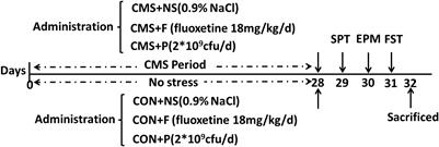 Oral Probiotics Ameliorate the Behavioral Deficits Induced by Chronic Mild Stress in Mice via the Gut Microbiota-Inflammation Axis